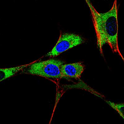 Immunocytochemistry/Immunofluorescence: PDI Antibody [NB100-1921] - IF Confocal analysis of 3T3 cells using PDI antibody (NB100-1921, 1:5). An Alexa Fluor 488-conjugated Goat to rabbit IgG was used as secondary antibody (green). Actin filaments were labeled with Alexa Fluor 568 phalloidin (red). DAPI was used to stain the cell nuclei (blue).