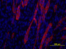 Myosin Heavy Chain was detected in immersion fixed C2C12 mouse myoblast cell line using Mouse Anti-Human Myosin Heavy Chain Monoclonal Antibody (Catalog # MAB4470) at 10 µg/mL for 3 hours at room temperature. Cells were stained using the NorthernLights™ 557-conjugated Anti-Mouse IgG Secondary Antibody (red; Catalog # NL007) and counter­stained with DAPI (blue). View our protocol for Fluorescent ICC Staining of Cells on Coverslips.