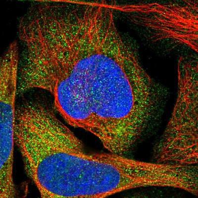 Immunocytochemistry/ Immunofluorescence: CNTROB Antibody [NBP1-82834] - Staining of human cell line U-2 OS shows positivity in cytoplasm.