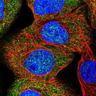 Immunocytochemistry/Immunofluorescence: KRTAP23-1 Antibody [NBP1-83069] - Staining of human cell line A-431 shows positivity in nucleus but not nucleoli & cytoplasm.