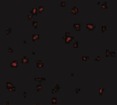 Immunofluorescence: Bub1 Antibody [NBP1-77287] - Immunofluorescence of bub1 in A20 cells with bub1 antibody at 10 ug/mL.