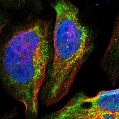 Immunocytochemistry/Immunofluorescence: PAGE4 Antibody [NBP1-85413] - Staining of human cell line U-2 OS shows positivity in nucleus but not nucleoli, golgi apparatus & vesicles.