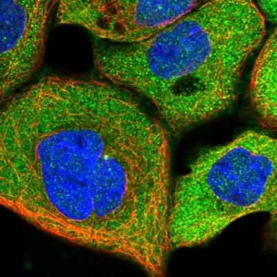 Immunocytochemistry/ Immunofluorescence: SH2D5 Antibody [NBP1-91024] -  Staining of human cell line A-431 shows positivity in cytoplasm & centrosome.