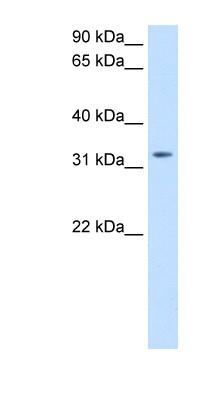 Western Blot: Thyrotropin Releasing Hormone Antibody [NBP1-79963] - Transfected 293T cell lysate, concentration 0.2-1 ug/ml.