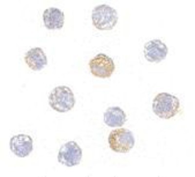 Immunocytochemistry/Immunofluorescence: TDP-43/TARDBP Antibody [NBP1-76814] - HeLa cells with TARDBP antibody at 5 ug/ml.
