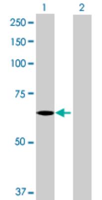 Western Blot: C3orf17 Antibody [H00025871-B01] - analysis of C3orf17 expression in transfected 293T cell line by C3orf17 MaxPab polyclonal antibody (B01). Lane 1: C3orf17 transfected lysate (64.50 KDa). Lane 2: Non-transfected lysate.