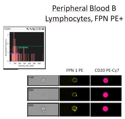 Flow Cytometry: Ferroportin/SLC40A1 Antibody [PE] [NBP1-21502PE] - analysis of Ferroportin in human B lymphocytes in peripheral blood using PE conjugated anti-Ferroportin antibody. Image from verified customer review.
