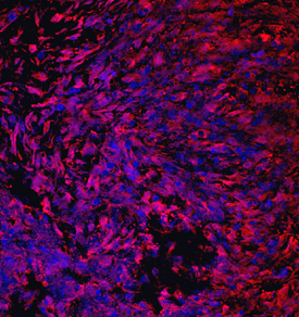 Immunocytochemistry CRTAC1 Antibody (755315)