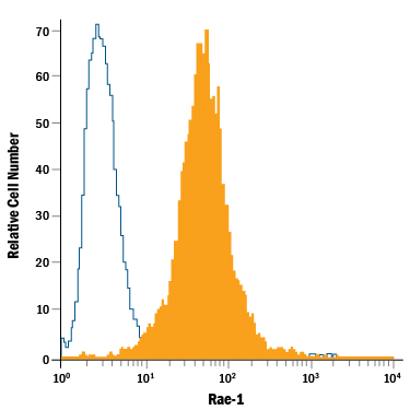 RAW 264.7 mouse monocyte/macrophage cell line was stained with Rat Anti-Mouse Rae-1 Pan Specific Fluorescein-conjugated Monoclonal Antibody (Catalog # FAB17582F, filled histogram) or isotype control antibody (Catalog # IC006F, open histogram). View our protocol for Staining Membrane-associated Proteins.