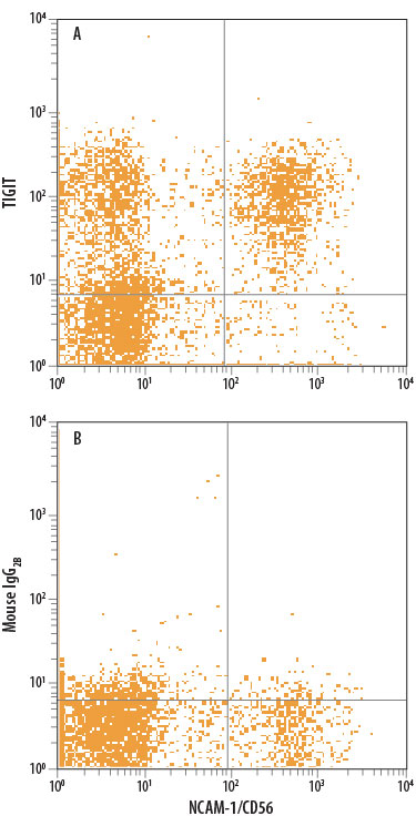 Human peripheral blood lymphocytes were stained with Mouse Anti-Human NCAM-1/CD56 PE-conjugated Monoclonal Antibody (Catalog # FAB2408P) and either (A) Mouse Anti-Human TIGIT APC-conjugated Monoclonal Antibody (Catalog # FAB7898A) or (B) Mouse IgG2B Allophycocyanin Isotype Control (Catalog # IC0041A). View our protocol for Staining Membrane-associated Proteins.