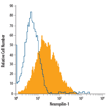 bEnd.3 mouse endothelioma cell line was stained with Goat Anti-Mouse/Rat Neuropilin-1 Fluorescein-conjugated Antigen Affinity-purified Polyclonal Antibody (Catalog # FAB566F, filled histogram) or isotype control antibody (Catalog # IC108F, open histogram). View our protocol for Staining Membrane-associated Proteins. 