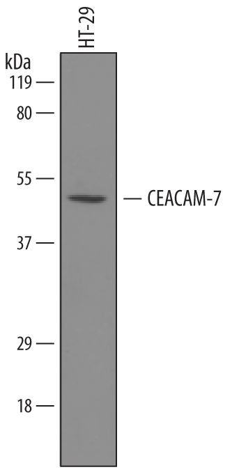 Western blot shows lysates of HT-29 human colon adenocarcinoma cell line. PVDF membrane was probed with 0.1 µg/mL of Sheep Anti-Human CEACAM-7 Biotinylated Antigen Affinity-purified Polyclonal Antibody (Catalog # BAF4478) followed by HRP-conjugated Anti-Sheep IgG Secondary Antibody (Catalog # HAF016). A specific band was detected for CEACAM-7 at approximately 45 kDa (as indicated). This experiment was conducted under reducing conditions and using Immunoblot Buffer Group 8.