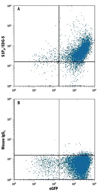 NS0 mouse myeloma cell line transfected with human S1P2/EDG-5 and eGFP was stained with either (A) Mouse Anti-Human S1P2/EDG-5 APC-conjugated Monoclonal Antibody (Catalog # FAB3649A) or (B) Mouse IgG1 Allophycocyanin Isotype Control (Catalog # IC002A). View our protocol for Staining Membrane-associated Proteins.