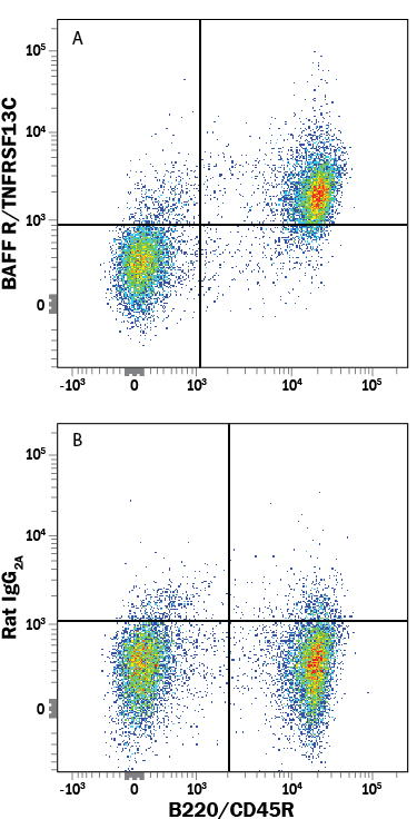 Mouse splenocytes were stained with Rat Anti-Mouse B220/CD45R APC-conjugated Monoclonal Antibody (Catalog # FAB1217A) and either (A) Rat Anti-Mouse BAFF R/TNFRSF13C Fluorescein-conjugated Monoclonal Antibody (Catalog # FAB1755F) or (B) Rat IgG2A Fluorescein Isotype Control (Catalog # IC006F). View our protocol for Staining Membrane-associated Proteins.