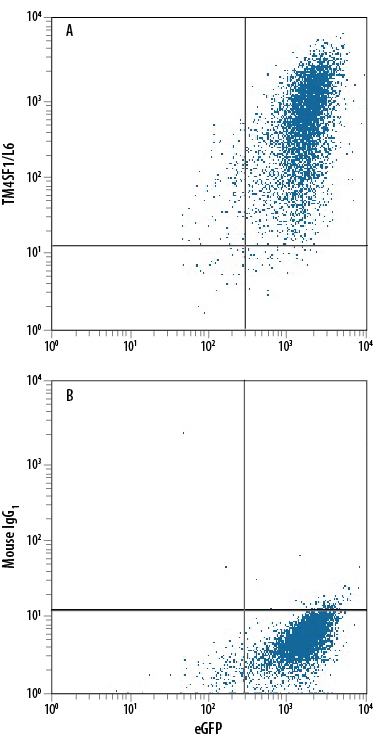 HEK293 human embryonic kidney cell line transfected with human TM4SF1/L6 and eGFP was stained with either (A) Mouse Anti-Human TM4SF1/L6 PE-conjugated Monoclonal Antibody (Catalog # FAB8164P) or (B) Mouse IgG1 Phycoerythrin Isotype Control (Catalog # IC002P). View our protocol for Staining Membrane-associated Proteins.