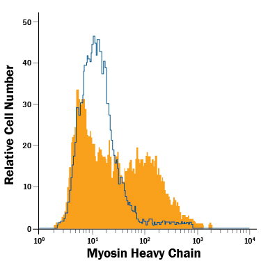 Three-day differentiated C2C12 mouse myoblast cell line was stained with Mouse Anti-Human Myosin Heavy Chain Fluorescein-conjugated Monoclonal Antibody (Catalog # IC4470F, filled histogram) or isotype control antibody (Catalog # IC0041F, open histogram). To facilitate intracellular staining, cells were  fixed with Flow Cytometry Fixation Buffer (Catalog # FC004) and permeabilized with Flow Cytometry Permeabilization/Wash Buffer I (Catalog # FC005).  View our protocol for Staining Intracellular Molecules.