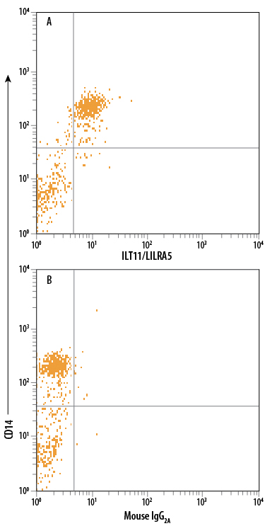 Human peripheral blood monocytes were stained with Mouse Anti-Human CD14 PerCP-conjugated Monoclonal Antibody (Catalog # FAB3832C) and either (A) Mouse Anti-Human ILT11/LILRA5 PE-conjugated Monoclonal Antibody (Catalog # FAB6754P) or (B) Mouse IgG2A Phycoerythrin Isotype Control (Catalog # IC003P). View our protocol for Staining Membrane-associated Proteins.