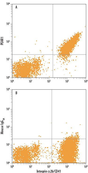 Human peripheral blood platelets were stained with anti-human Integrin a2b/CD41 FITC-conjugated antibody and either (A) Mouse Anti-Human PEAR1 PE-conjugated Monoclonal Antibody (Catalog # FAB4527P) or (B) Mouse IgG2A Phycoerythrin Isotype Control (Catalog # IC003P). View our protocol for Staining Membrane-associated Proteins.