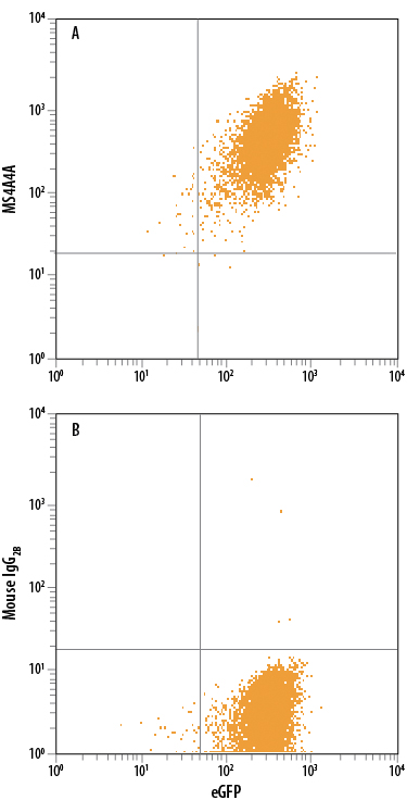 HEK293 human embryonic kidney cell line transfected with human MS4A4A and eGFP was stained with either (A) Mouse Anti-Human MS4A4A PE-conjugated Monoclonal Antibody (Catalog # FAB7797P) or (B) Mouse IgG2B Phycoerythrin Isotype Control (Catalog # IC0041P). View our protocol for Staining Membrane-associated Proteins.