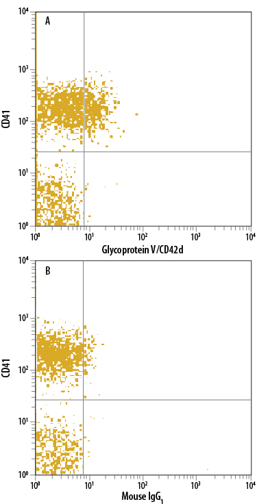 Human peripheral blood platelets were stained with Anti-Human CD41 FITC-conjugated Antibody and either (A) Mouse Anti-Human Glycoprotein V/CD42d PE-conjugated Monoclonal Antibody (Catalog # FAB4249P) or (B) Mouse IgG1 Phycoerythrin Isotype Control (Catalog # IC002P). View our protocol for Staining Membrane-associated Proteins.