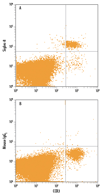 Human peripheral blood granulocytes were stained with Rat Anti-Human CCR3 APC-conjugated Monoclonal Antibody (Catalog # FAB155A) and either (A) Mouse Anti-Human Siglec-8 Alexa Fluor® 488-conjugated Monoclonal Antibody (Catalog # FAB7975G) or (B) Mouse IgG1 Alexa Fluor 488 Isotype Control (Catalog # IC002G). View our protocol for Staining Membrane-associated Proteins.