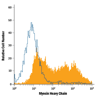 Three-day differentiated C2C12 mouse myoblast cell line was stained with Mouse Anti-Human Myosin Heavy Chain APC-conjugated Monoclonal Antibody (Catalog # IC4470A, filled histogram) or isotype control antibody (Catalog # IC0041A, open histogram). To facilitate intracellular staining, cells were fixed with Flow Cytometry Fixation Buffer (Catalog # FC004) and permeabilized with Flow Cytometry Permeabilization/Wash Buffer I (Catalog # FC005). View our protocol for Staining Intracellular Molecules.