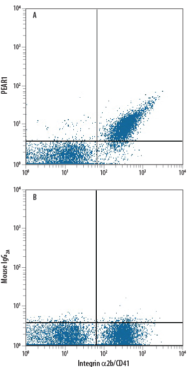 Human peripheral blood platelets were stained with Mouse Anti-Human Integrin a2b/CD41 APC-conjugated Monoclonal Antibody (Catalog # FAB7616A) and either (A) Mouse Anti-Human PEAR1 Alexa Fluor® 488-conjugated Monoclonal Antibody (Catalog # FAB4527G) or (B) Mouse IgG2A Alexa Fluor 488 Isotype Control (Catalog # IC003G). View our protocol for Staining Membrane-associated Proteins.