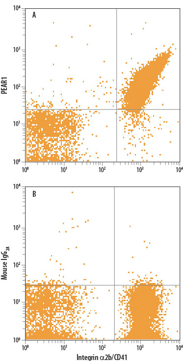 Human peripheral blood platelets were stained with anti-human Integrin a2b/CD41 FITC-conjugated antibody and either (A) Mouse Anti-Human PEAR1 APC-conjugated Monoclonal Antibody (Catalog # FAB4527A) or (B) Mouse IgG2A Allophycocyanin Isotype Control (Catalog # IC003A). View our protocol for Staining Membrane-associated Proteins.