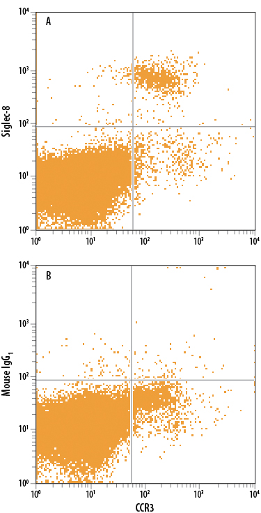 Human peripheral blood granulocytes were stained with Rat Anti-Human CCR3 APC-conjugated Monoclonal Antibody (Catalog # FAB155A) and either (A) Mouse Anti-Human Siglec-8 PE-conjugated Monoclonal Antibody (Catalog # FAB7975P) or (B) Mouse IgG1 Phycoerythrin Isotype Control (Catalog # IC002P). View our protocol for Staining Membrane-associated Proteins.