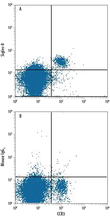 Human peripheral blood granulocytes were stained with Rat Anti-Human CCR3 Fluorescein-conjugated Monoclonal Antibody (Catalog # FAB155F) and either (A) Mouse Anti-Human Siglec-8 PerCP-conjugated Monoclonal Antibody (Catalog # FAB7975C) or (B) Mouse IgG1 PerCP Isotype Control (Catalog # IC002C). View our protocol for Staining Membrane-associated Proteins.