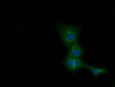 Immunocytochemistry/Immunofluorescence: CBWD1 Antibody (4D4) [NBP2-02931] - Staining of COS7 cells transiently transfected by pCMV6-ENTRY CBWD1.