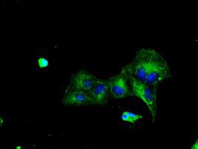 Immunocytochemistry/Immunofluorescence: TTLL12 Antibody (7F11) [NBP2-02216] - Staining of COS7 cells transiently transfected by pCMV6-ENTRY TTLL12.