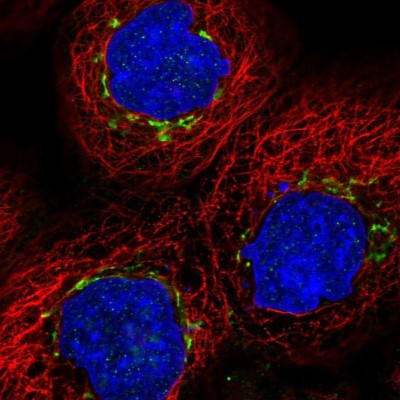 Immunocytochemistry/Immunofluorescence: MAN1A2 Antibody [NBP1-82802] - Immunofluorescent staining of human cell line A-431 shows localization to the Golgi apparatus.