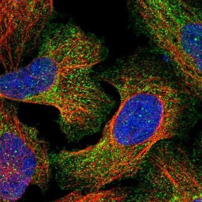 Immunocytochemistry/Immunofluorescence: Agrin Antibody [NBP1-90209] - Immunofluorescent staining of human cell line U-2 OS shows localization to plasma membrane & cytosol.