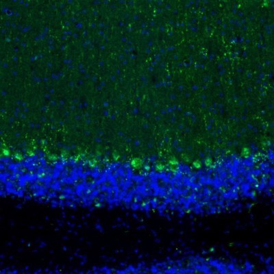 Immunocytochemistry/Immunofluorescence: LIAS Antibody [NBP1-82845] - Staining of mouse cerebellum shows positivity in Purkinje cell bodies and dendrites.