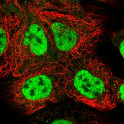 Immunocytochemistry/Immunofluorescence: COBRA1 Antibody [NBP1-82924] - Immunofluorescent staining of human cell line A-431 shows localization to nucleoplasm.