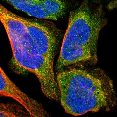Immunocytochemistry/Immunofluorescence: TXNL1 Antibody [NBP1-86899] - Immunofluorescent staining of human cell line U-2 OS shows localization to cytosol.