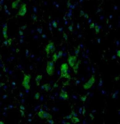 Immunocytochemistry/Immunofluorescence: TXNL1 Antibody [NBP1-86899] - Staining of mouse ambiguus nucleus shows positivity in neuronal cell bodies.