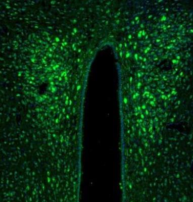 Immunocytochemistry/Immunofluorescence: TXNL1 Antibody [NBP1-86899] - Staining of mouse hypothalamus shows positivty in the neurons of paraventricular nucleus.