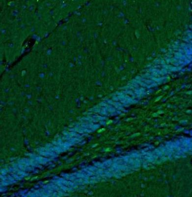 Immunocytochemistry/Immunofluorescence: TXNL1 Antibody [NBP1-86899] - Staining of mouse hippocampus shows immunoreactivity in a subset of neurons in polymorph layer.