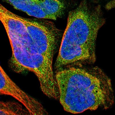 Immunocytochemistry/Immunofluorescence: TXNL1 Antibody [NBP1-86899] - Staining of human cell line U-2 OS shows positivity in cytoplasm.