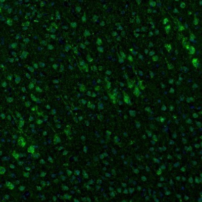 Immunocytochemistry/Immunofluorescence: TXNL1 Antibody [NBP1-86899] - Staining of mouse motor cortex shows immunoreactivity in neurons.