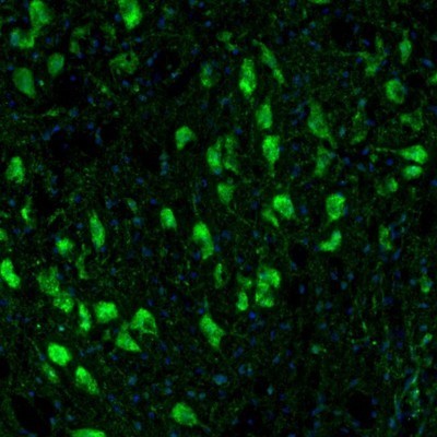 Immunocytochemistry/Immunofluorescence: TXNL1 Antibody [NBP1-86899] - Staining of mouse facial nucleus shows positivity in neurons.