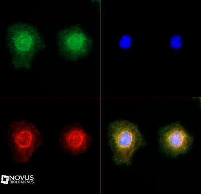 Immunocytochemistry/Immunofluorescence: TRPM2 Antibody [NB110-82364] - TRPM2 antibody was tested in Neuro2A cells with DyLight 488 (green). Nuclei and alpha-tubulin were counterstained with DAPI (blue) and Dylight 550 (red).