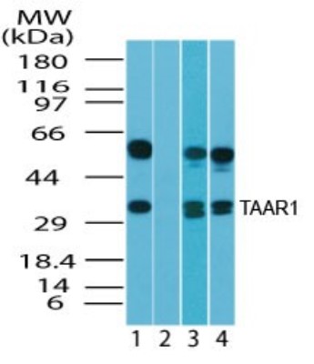Western Blot: Trace Amine Receptor 1 Antibody [NBP2-24714] - Analysis of human TAAR1 in human brain lysate in the 1) absence and 2) presence of immunizing peptide, 3) mouse brain lysate and 4) rat brain lysate using NBP2-24714 at 2 ug/ml.