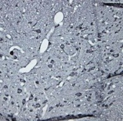 Immunohistochemistry-Paraffin: 5HT7 Receptor Antibody [NBP1-46598] - Rat spinal cord (paraffin section) using Rabbit antibody to internal region of 5HT7R receptor (Serotonin receptor 7R): whole serum at 1 : 200 dilution incubated overnight at 4C, developed with DAB/Ni.