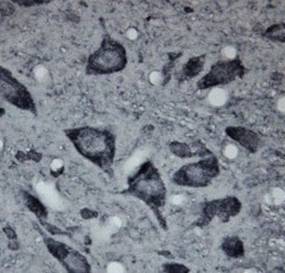 Immunohistochemistry-Paraffin: 5HT7 Receptor Antibody [NBP1-46598] - Rat spinal cord (paraffin section) using Rabbit antibody to internal region of 5HT7R receptor (Serotonin receptor 7R): whole serum at 1 : 200 dilution incubated overnight at 4C, developed with DAB/Ni.