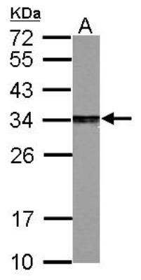 Western Blot: PA28 Activator gamma Subunit/PSME3 Antibody [NBP1-33498] - Sample (30 ug of whole cell lysate) A: PC-12 12% SDS PAGE, antibody diluted at 1:2000.