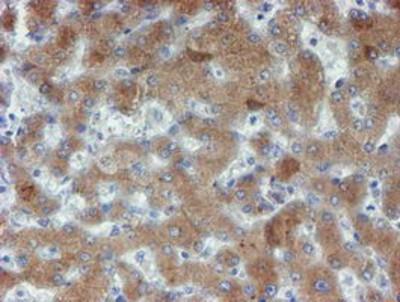 Immunohistochemistry-Paraffin: Phosphoribosyl Pyrophosphate Amidotransferase Antibody (1B8) [NBP2-02056] - Staining of paraffin-embedded Human liver tissue using anti-Phosphoribosyl Pyrophosphate Amidotransferase mouse monoclonal antibody.
