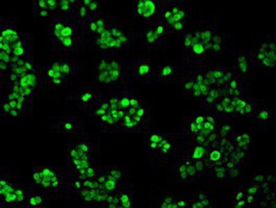 Immunocytochemistry/Immunofluorescence: hnRNP F Antibody (5F5) [NBP2-02221] - Immunofluorescent staining of HepG2 cells using anti-hnRNP F mouse monoclonal antibody.